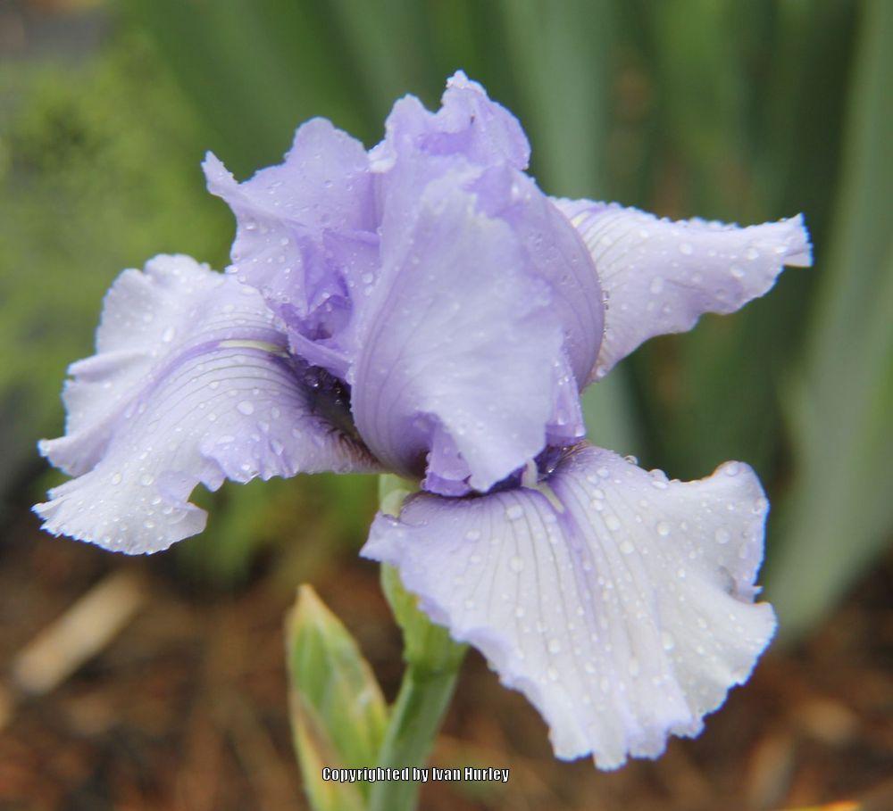 Photo of Tall Bearded Iris (Iris 'Alien Mist') uploaded by Ivan_N_Tx
