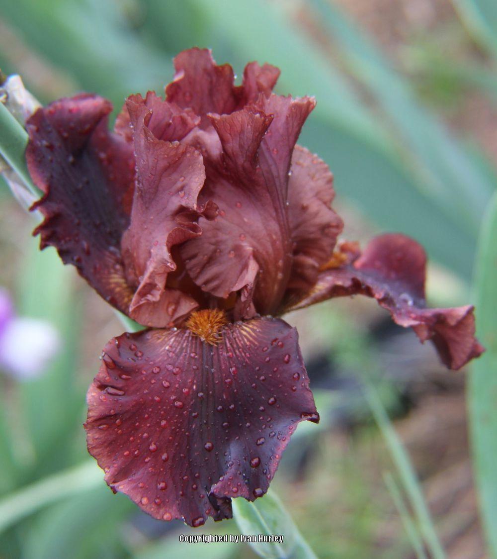 Photo of Tall Bearded Iris (Iris 'Chocolate Ecstasy') uploaded by Ivan_N_Tx