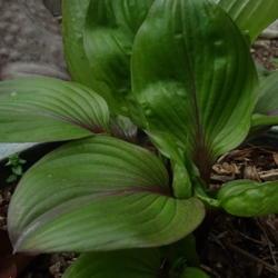 Location: Hosta Haven in PA
Date: 2021-04-15
red in stems and midveins is a new direction for hosta breeding a