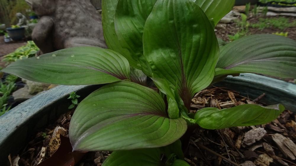 Photo of Hosta 'First Blush' uploaded by critterologist