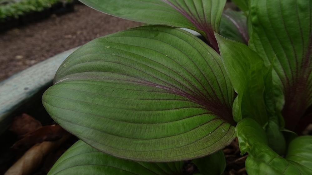 Photo of Hosta 'First Blush' uploaded by critterologist