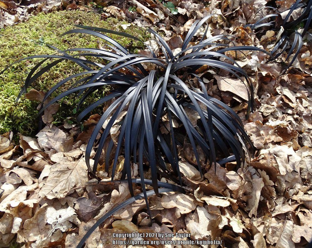 Photo of Black Mondo Grass (Ophiopogon planiscapus 'Kokuryu') uploaded by kniphofia