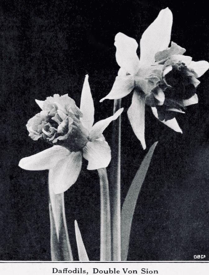 Photo of Double Daffodil (Narcissus 'Telamonius Plenus') uploaded by scvirginia