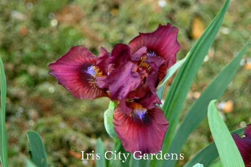 Photo of Standard Dwarf Bearded Iris (Iris 'Under My Thumb') uploaded by DaylilySLP