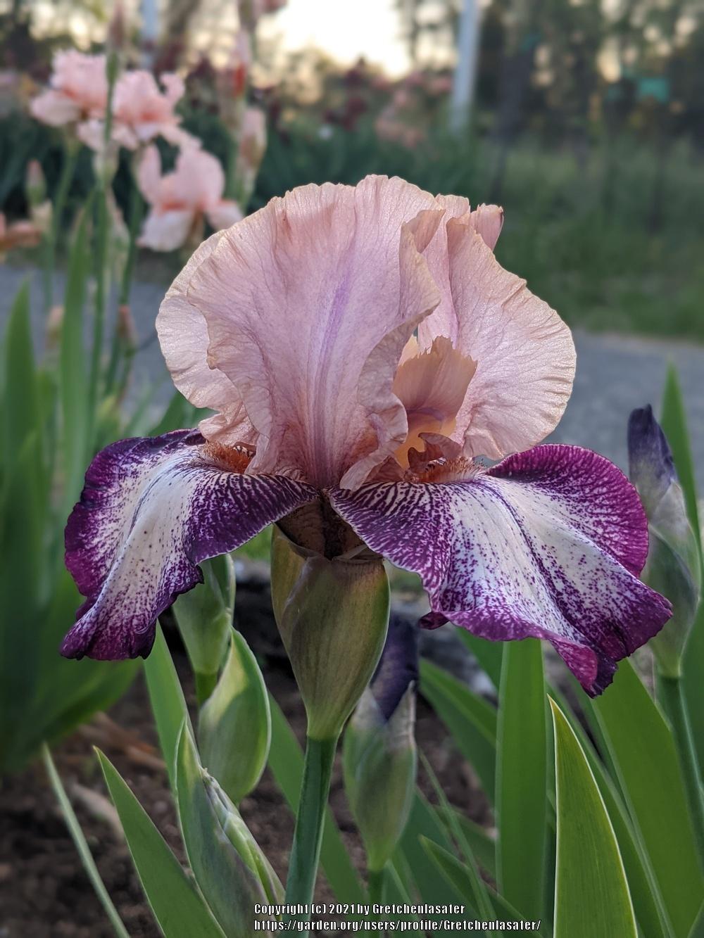 Photo of Tall Bearded Iris (Iris 'Birthday Surprise') uploaded by Gretchenlasater