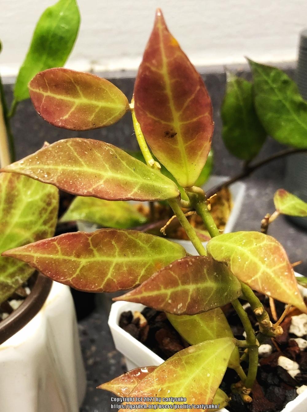 Photo of Wax Plant (Hoya 'Rebecca') uploaded by carlysuko