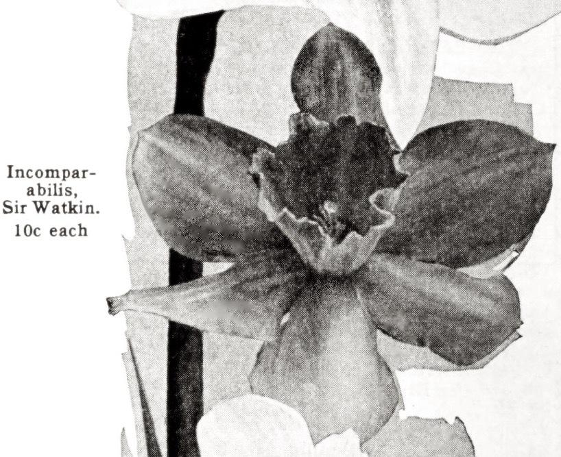 Photo of Long-Cupped Narcissus (Narcissus 'Sir Watkin') uploaded by scvirginia