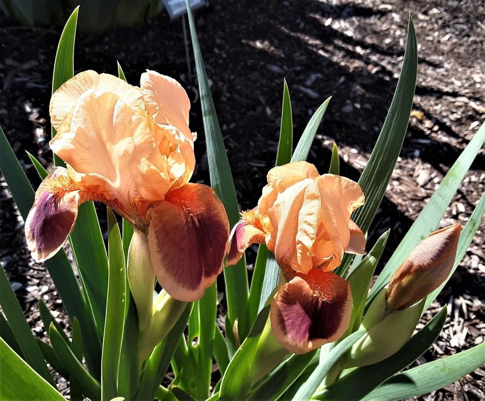 Photo of Standard Dwarf Bearded Iris (Iris 'Pele') uploaded by Bitoftrouble