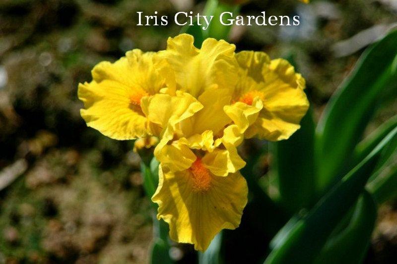 Photo of Standard Dwarf Bearded Iris (Iris 'Scream') uploaded by DaylilySLP