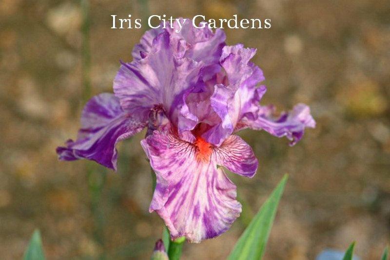 Photo of Tall Bearded Iris (Iris 'Squid Squirt') uploaded by DaylilySLP