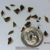 3 seeds from 13 achenes