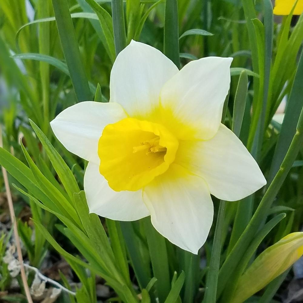 Photo of Jonquilla Daffodil (Narcissus 'Golden Echo') uploaded by OrganicJen