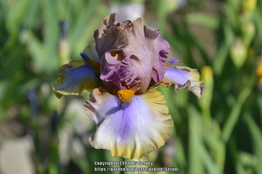 Photo of Tall Bearded Iris (Iris 'Karibik') uploaded by Serjio