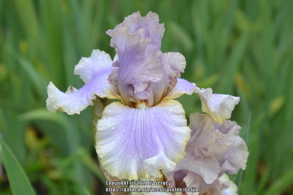 Photo of Tall Bearded Iris (Iris 'Kiss Me Please') uploaded by Serjio