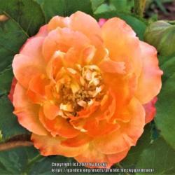 Location: Sebastian, Florida
Date: 2021-04-14
Another bloom photo of Pinata which was sold as a climbing rose.