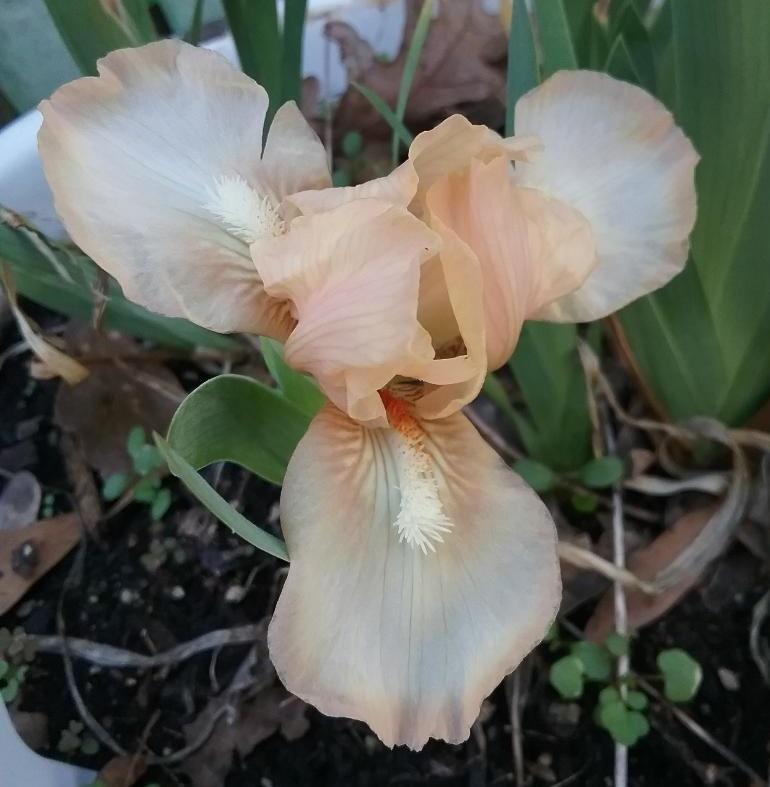 Photo of Standard Dwarf Bearded Iris (Iris 'Peach Bavarian') uploaded by grannysgarden