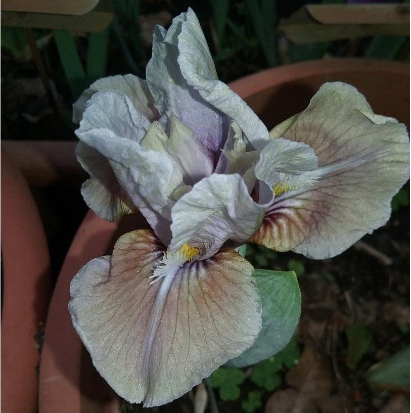Photo of Standard Dwarf Bearded Iris (Iris 'Fred Elmer Bond') uploaded by grannysgarden