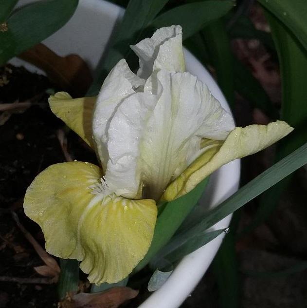 Photo of Standard Dwarf Bearded Iris (Iris 'Stealing Home') uploaded by grannysgarden