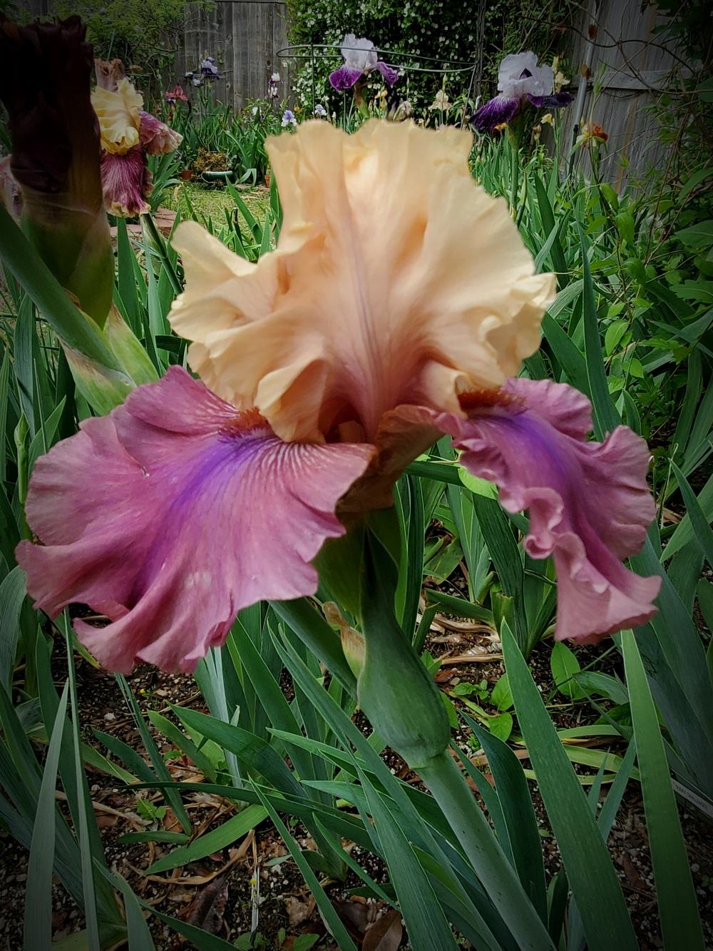 Photo of Tall Bearded Iris (Iris 'Show Your Colours') uploaded by javaMom