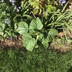Location: Garden dorset 
Date: 18 april 2021
Name ,is it a weed, ?from bird seed