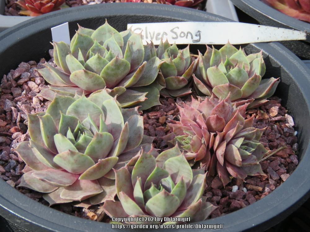Photo of Hen and Chicks (Sempervivum 'Silver Song') uploaded by Dbfarmgirl