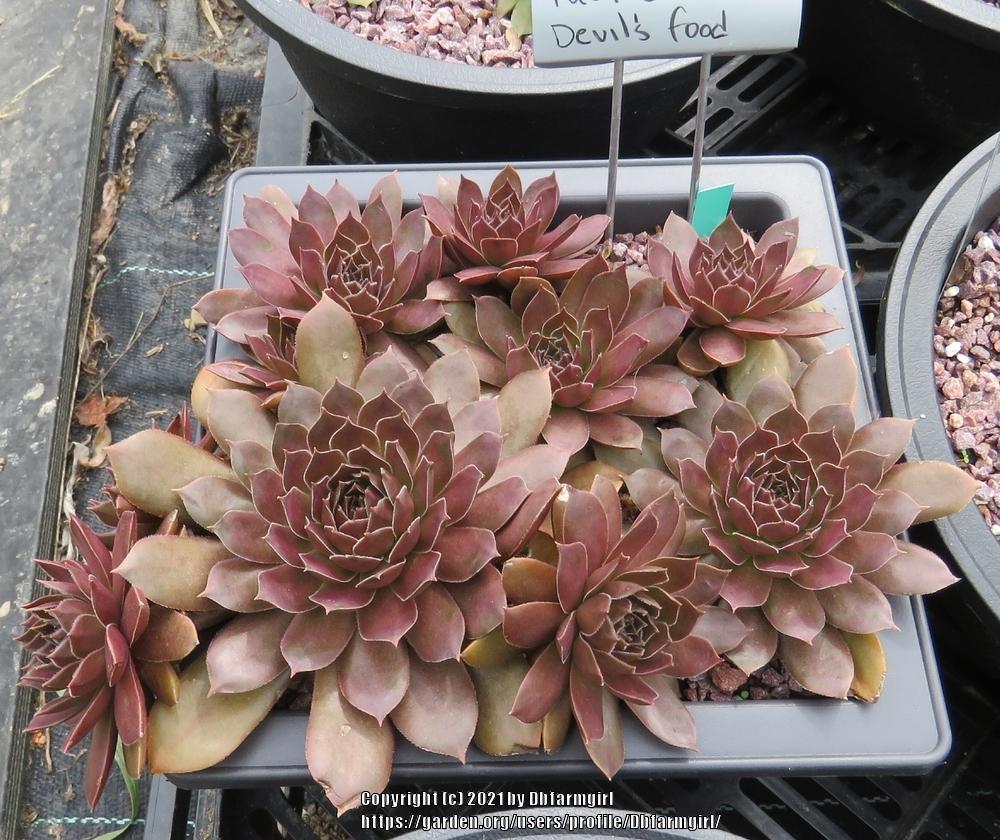 Photo of Hen and Chicks (Sempervivum 'Pacific Devil's Food') uploaded by Dbfarmgirl