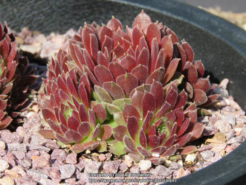 Photo of Hen and Chicks (Sempervivum 'Pacific Red Tide') uploaded by Dbfarmgirl