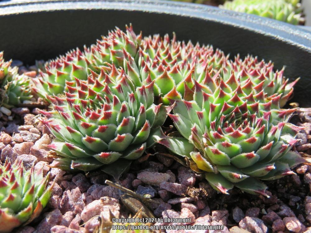 Photo of Hen and Chicks (Sempervivum calcareum 'Sir William Lawrence') uploaded by Dbfarmgirl