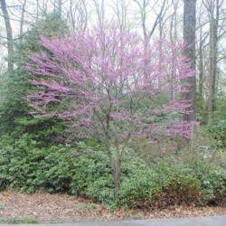 Location: Jenkins Arboretum in Berwyn, PA
Date: 2021-04-18
tree beginning to bloom