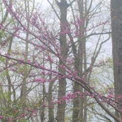 Location: Jenkins Arboretum in Berwyn, PA
Date: 2021-04-18
flowers beginning to bloom on branch
