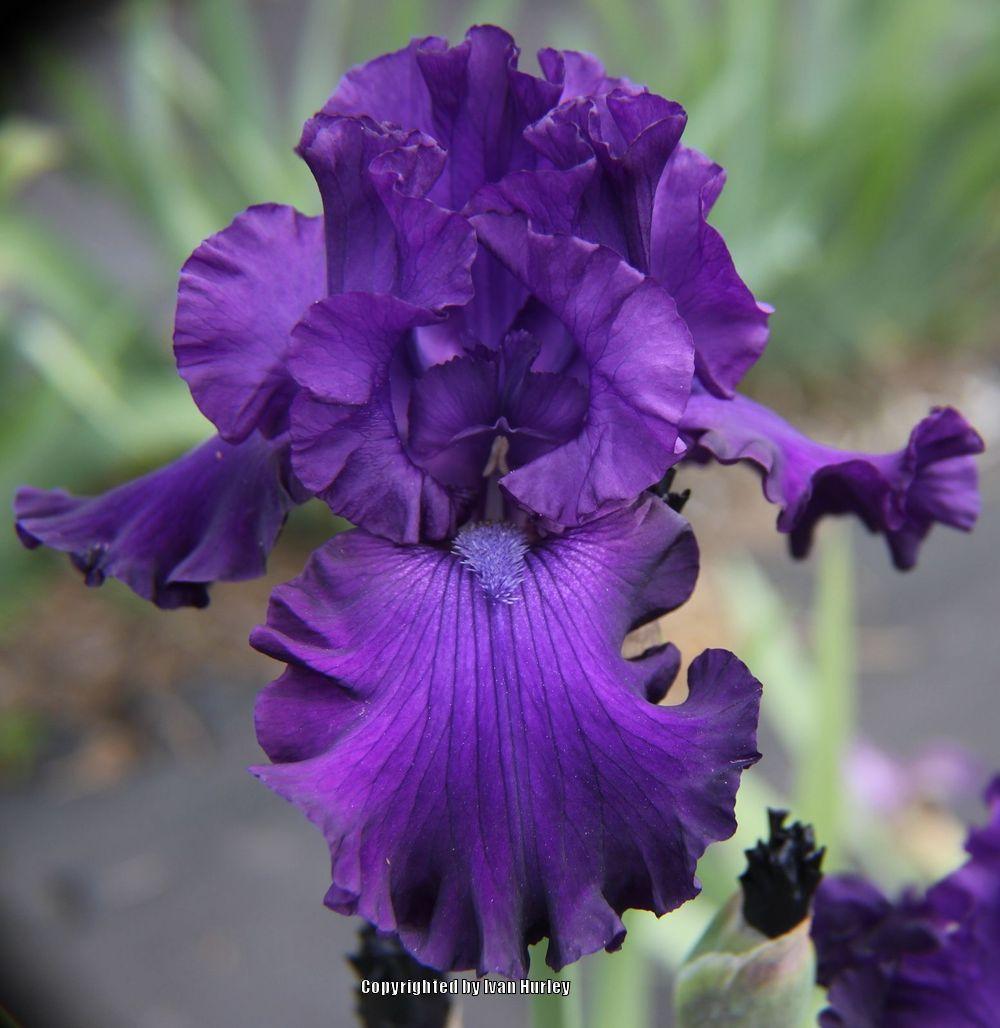 Photo of Tall Bearded Iris (Iris 'Shadows of Night') uploaded by Ivan_N_Tx