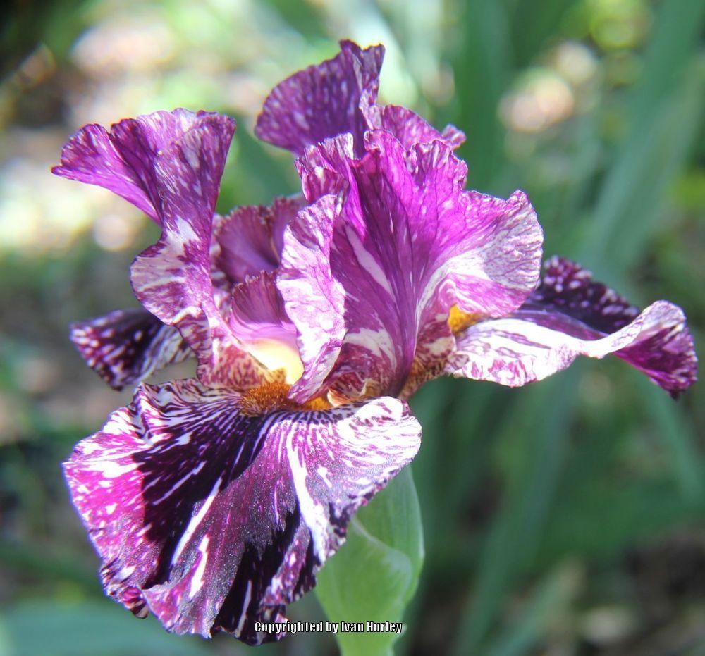 Photo of Tall Bearded Iris (Iris 'Peggy Anne') uploaded by Ivan_N_Tx