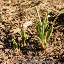 Location: My garden in Albuquerque, NM Zone 7b
Date: 04.05.21
Emerging spring growth