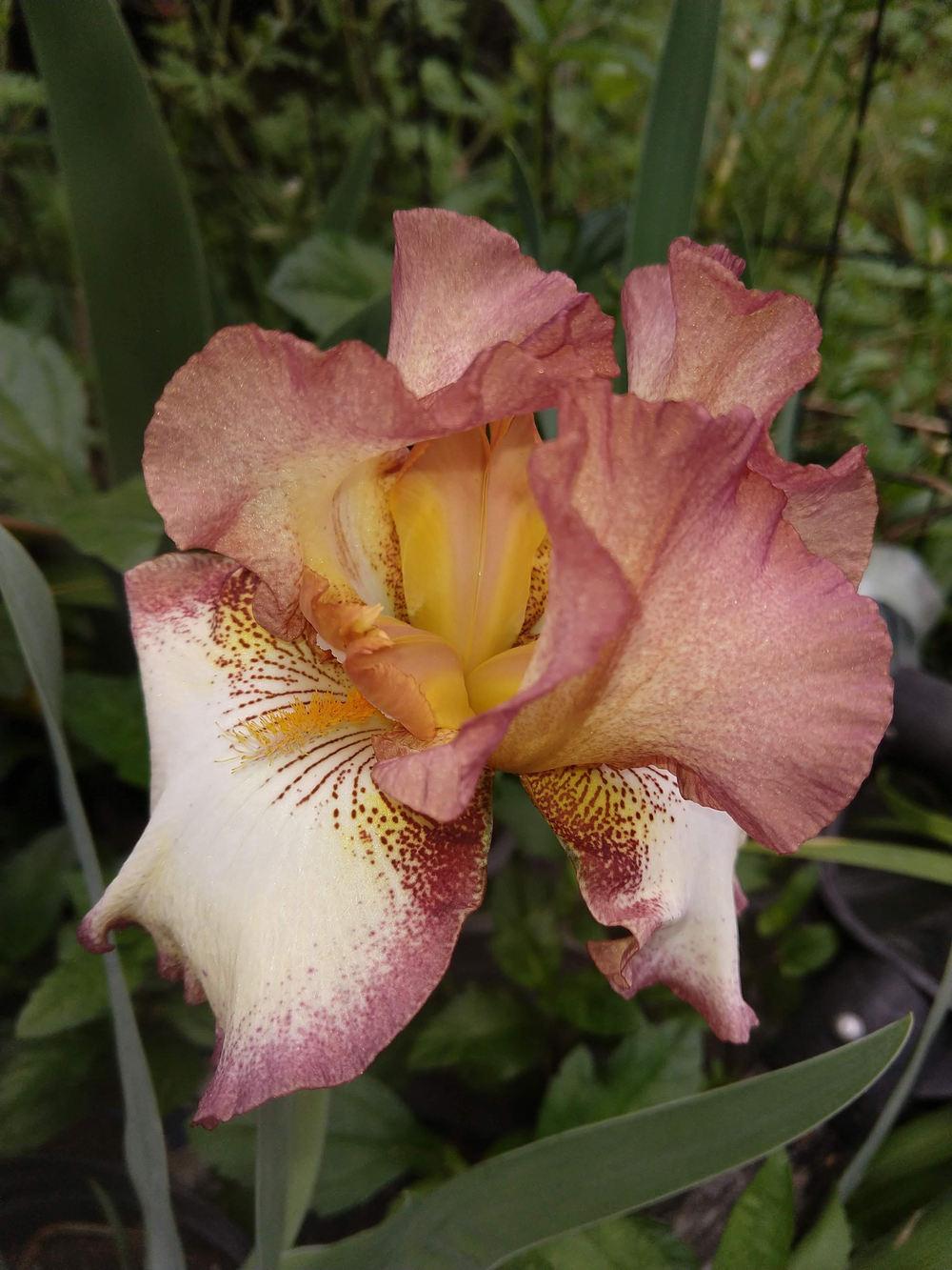 Photo of Tall Bearded Iris (Iris 'Cinnamon Girl') uploaded by greene