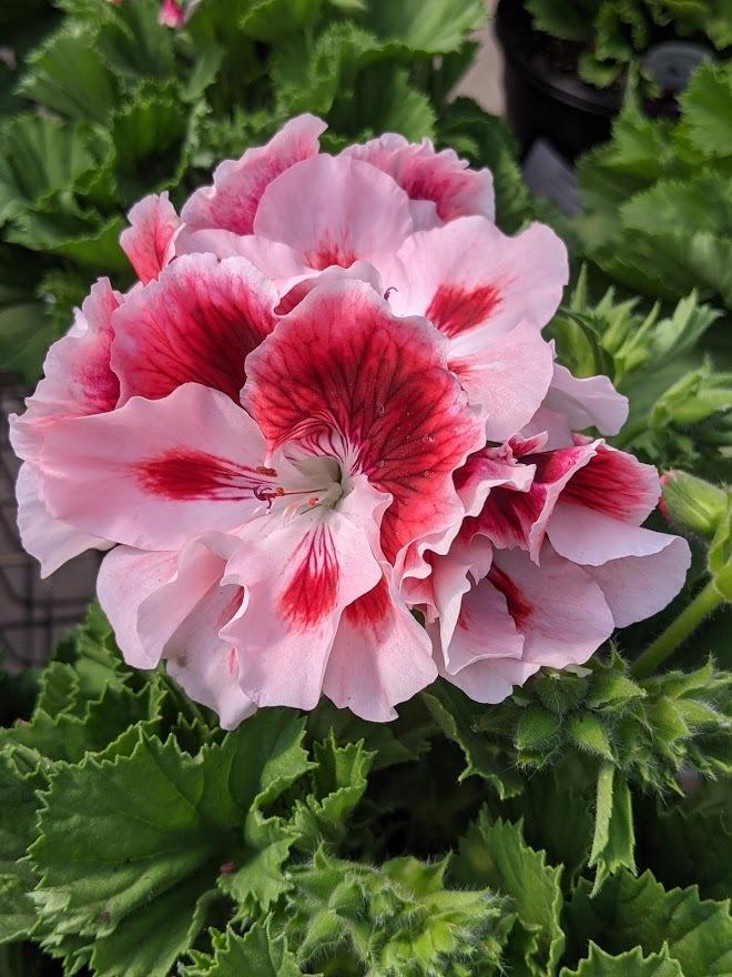 Photo of Regal Geranium (Pelargonium x domesticum Elegance™ Crystal Rose) uploaded by Joy