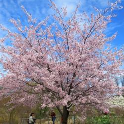 Location: Toronto, Ontario
Date: 2021-04-17
Sargent Cherry (Prunus sargentii).