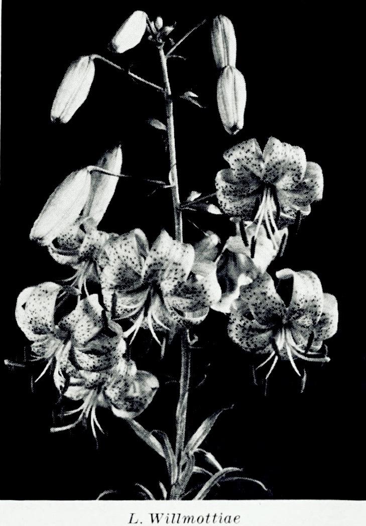 Photo of Lily (Lilium davidii var. willmottiae) uploaded by scvirginia