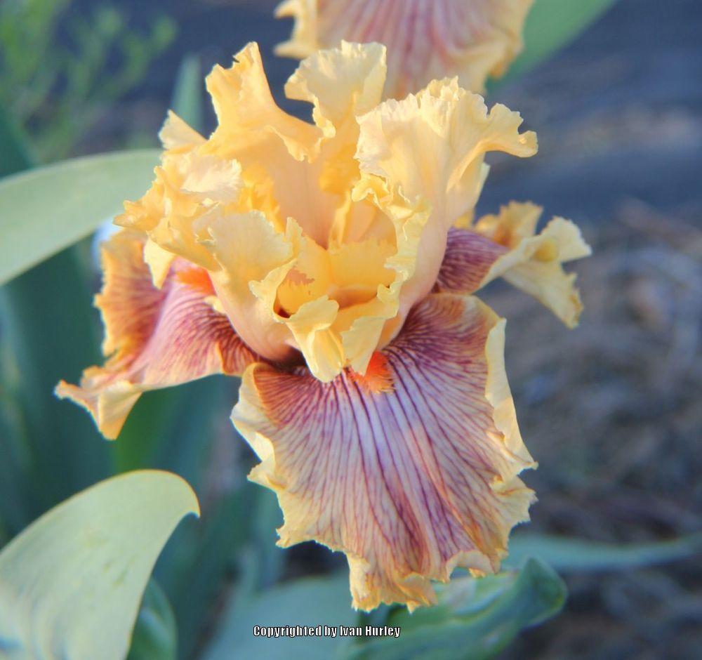 Photo of Tall Bearded Iris (Iris 'Jeanne Clay Plank') uploaded by Ivan_N_Tx
