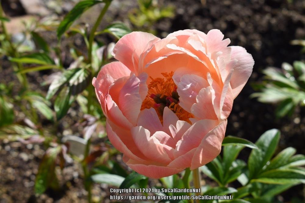 Photo of Garden Peony (Paeonia 'Coral Supreme') uploaded by SoCalGardenNut