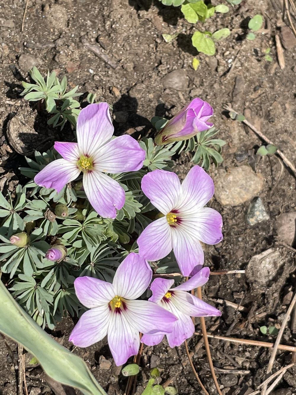 Photo of Pink Carpet Oxalis (Oxalis adenophylla) uploaded by Zoia