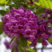 Robinia 'Purple Robe' - Inflorescences can be the elongated dangl