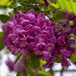 Location: Ann Arbor, Michigan
Date: 2013-05-29
Robinia 'Purple Robe' - Inflorescences can be the elongated dangl