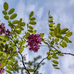 Location: Ann Arbor, Michigan
Date: 2013-05-29
Robinia 'Purple Robe' - Leaflets in the compound leaves are rough