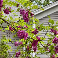 Location: Ann Arbor, Michigan
Date: 2013-05-29
Robinia 'Purple Robe' - Showing typical locust limb growth and co
