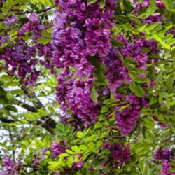 Location: Ann Arbor, Michigan
Date: 2013-05-29
Robinia 'Purple Robe' - Recognizably locust-like in leaves and fl