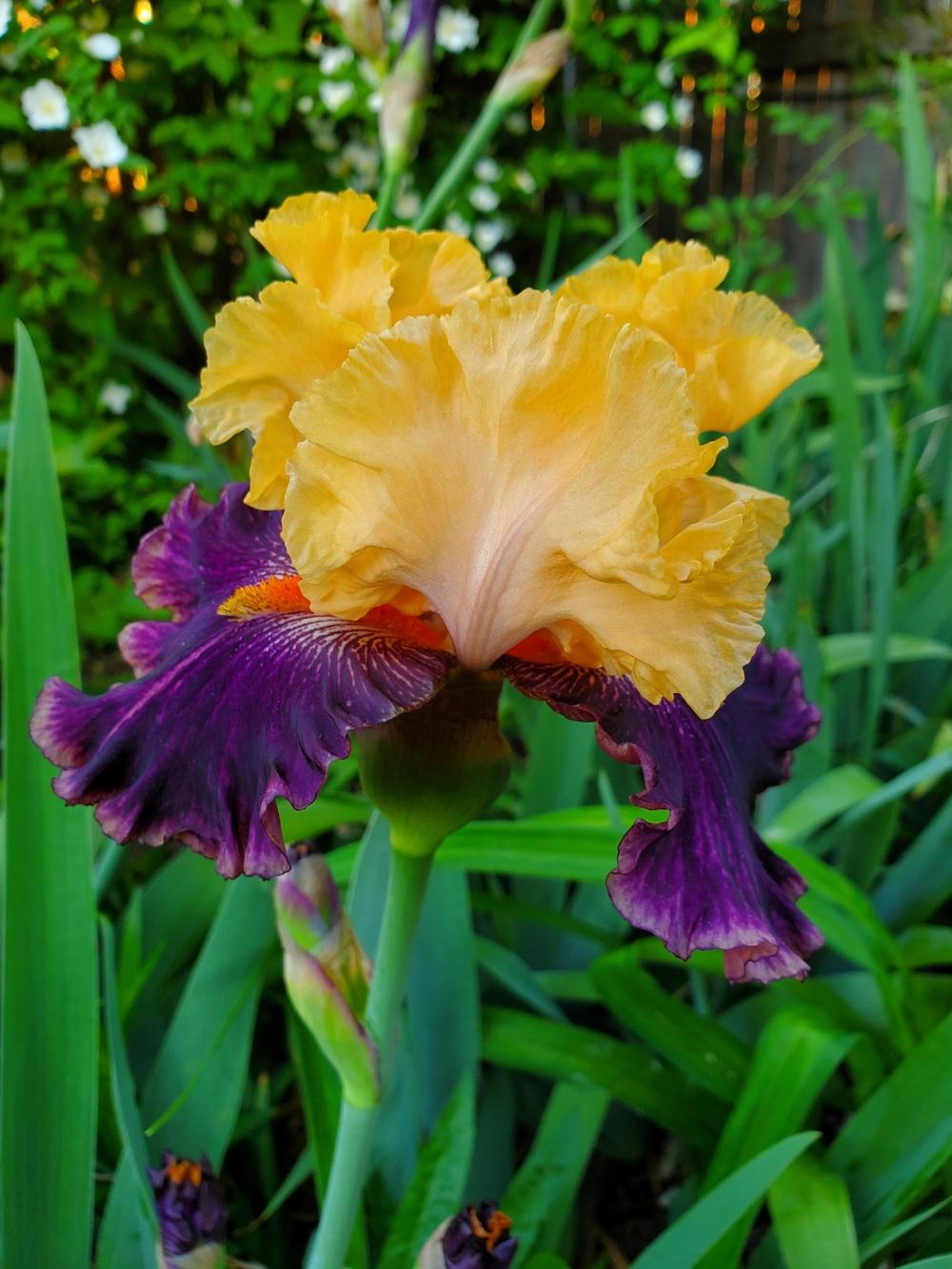Photo of Border Bearded Iris (Iris 'Fruit Stripe') uploaded by javaMom