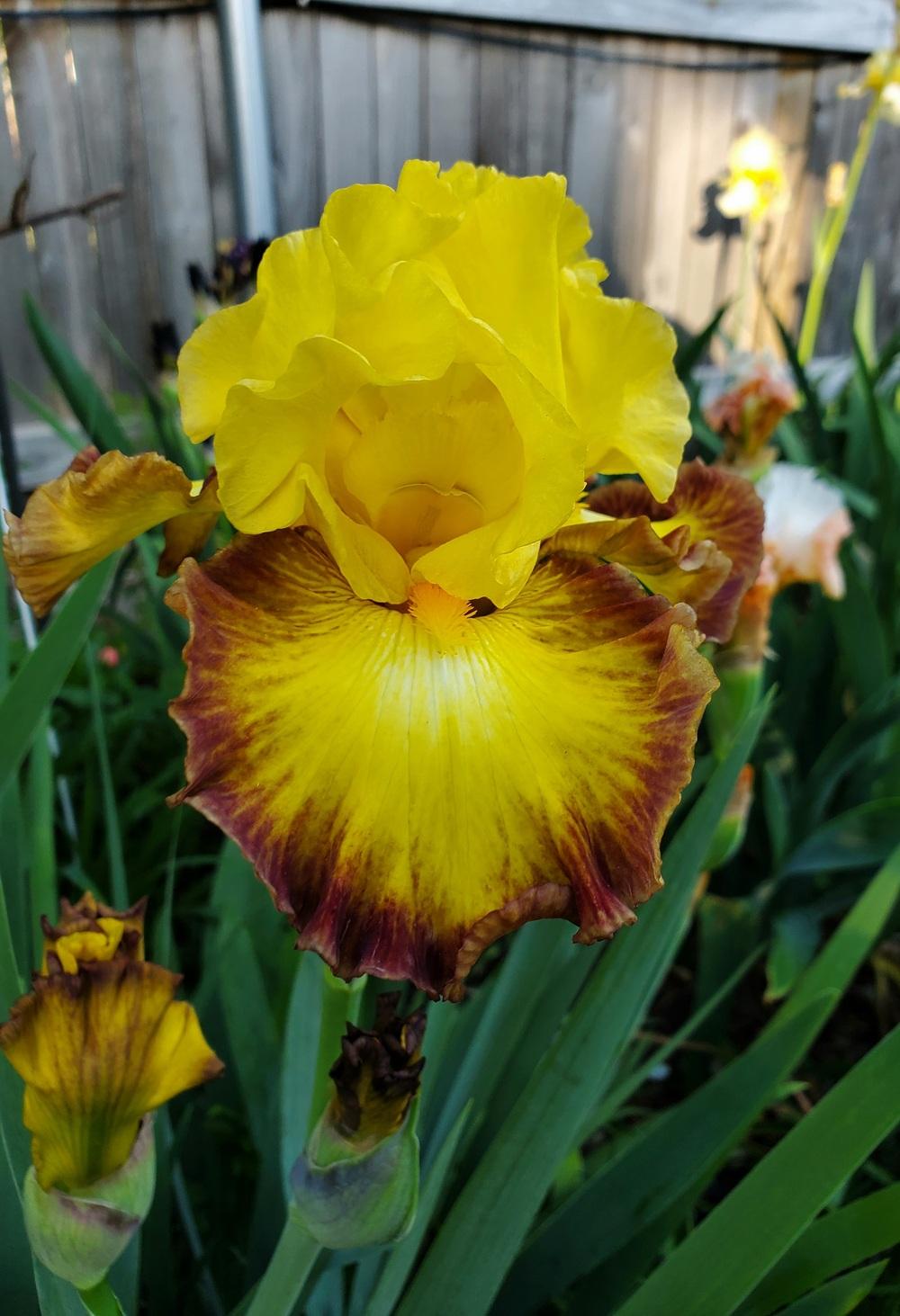 Photo of Tall Bearded Iris (Iris 'Core Values') uploaded by javaMom