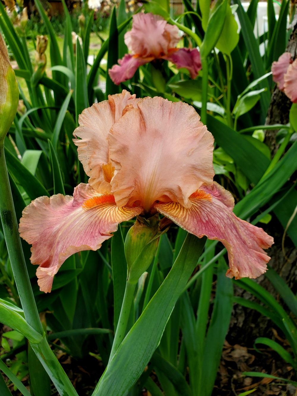 Photo of Tall Bearded Iris (Iris 'Role Model') uploaded by javaMom