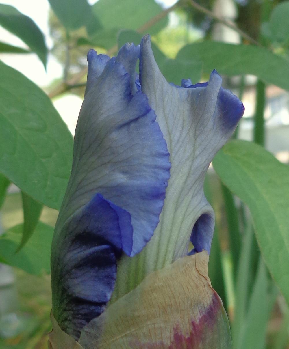Photo of Tall Bearded Iris (Iris 'Ascent of Angels') uploaded by lovemyhouse
