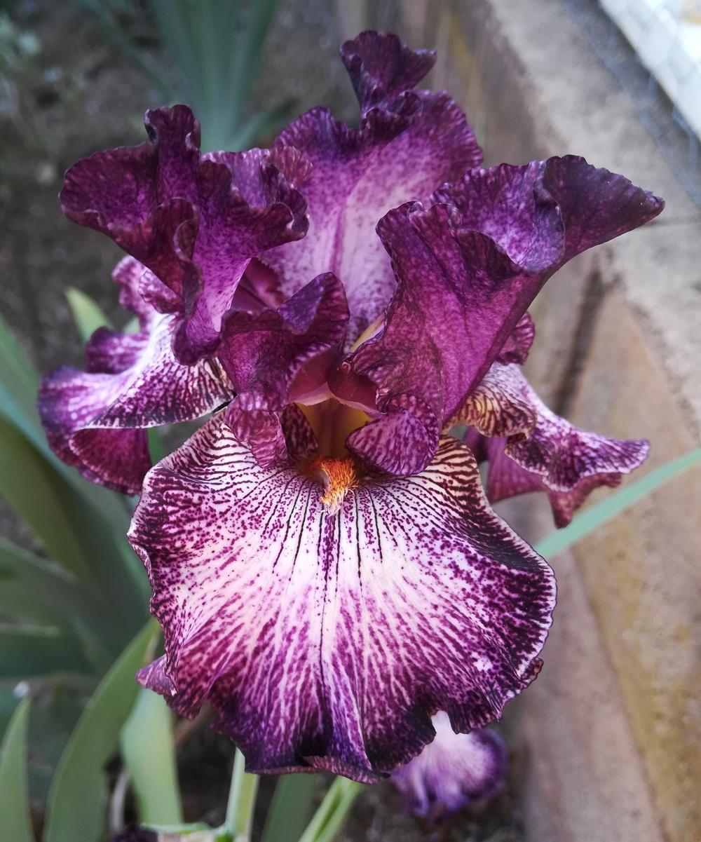 Photo of Tall Bearded Iris (Iris 'Shock and Awe') uploaded by olga_batalov